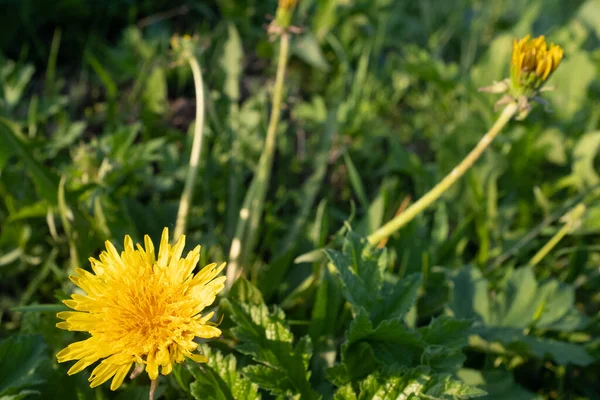 Yellow dandelions in a green grass, close-up. View of dandelion flowers for poster, calendar, post, screensaver, wallpaper, postcard, card, banner, cover, website. High quality photo — Stock Photo, Image