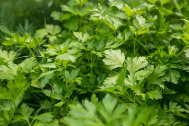 Yeşil maydanoz yaprakları, yaklaşın. Yayın, tasarım, poster, takvim, post, ekran koruyucu, duvar kağıdı, kartpostal, kart, afiş, kapak, web sitesi için yeşil maydanozun arka planı