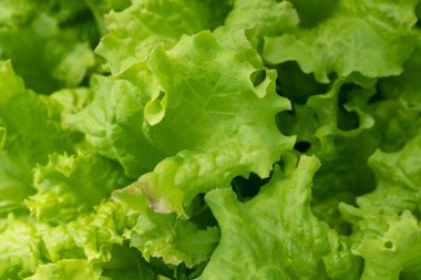 Salata yaprağı bitkisinin geçmişi. Taze salata yaprakları, yakın plan. Çiğ yeşil yaprak sebzeler, üst manzara. Poster, takvim, post, ekran koruyucu, duvar kağıdı, kartpostal, kart, afiş, kapak için salata yaprakları
