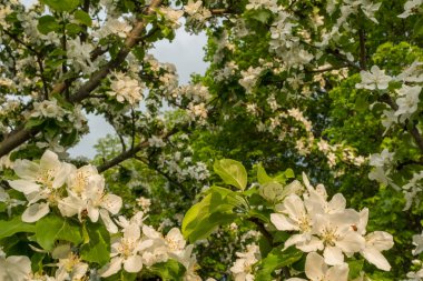 Çiçek açan elma ağacının dalları. Çiçek açan elma ağacı çiçekleri. Yayın için beyaz elma çiçekleri, tasarım, poster, takvim, post, ekran koruyucu, duvar kağıdı, kartpostal, afiş, kapak, web sitesi