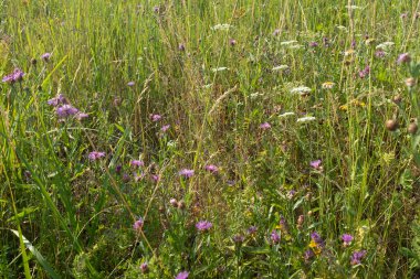 Yaz otlağı arka planı, seçici odaklanma. Tasarım ya da proje için çok renkli çimen alanı. Yayın, tasarım, poster, takvim, ekran koruyucu, duvar kağıdı, afiş, kapak, site