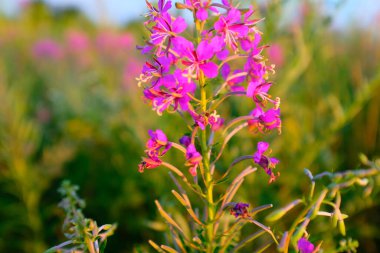 Çayırdaki yosun çiçekleri, yakın plan. Yayın, tasarım, poster, takvim, post, ekran koruyucu, duvar kağıdı, kartpostal, pankart, kapak, web sitesi için Fireweed 'in güzel pembe çiçekleri