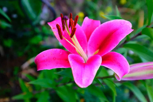 Flor de lírio magenta brilhante em um fundo turvo de folhagem verde, foco seletivo. Estames castanho-laranja. Fundo floral. Imagem para post, protetor de tela, papel de parede, cartão postal. Foto de alta qualidade — Fotografia de Stock