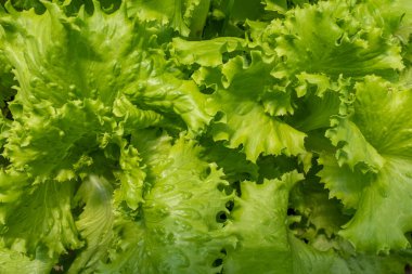 Açık yeşil salata yaprakları, üst manzara. Çiğ yeşil yaprak sebzeleri. Poster, takvim, post, ekran koruyucu, duvar kağıdı, kartpostal, pankart, kapak, web sitesi için parlak salata yaprakları