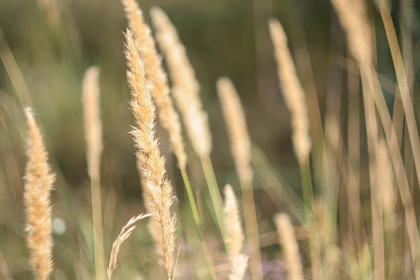 Bakgrund av sedge gräs på solig dag. Dune gräs vinka i vinden under soldagen. Beach gräs som bakgrund för branding, kalender, flerfärgad kort, banner, omslag, webbplats — Stockfoto