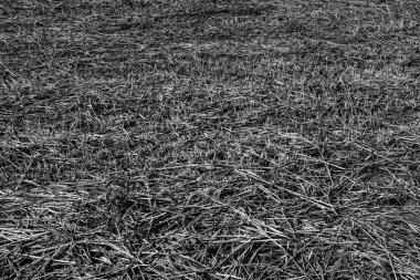 Bir çim biçme tarlası. Eğimli bir alanın doğal dokusu, bir gönderi için arka plan, ekran koruyucu, duvar kağıdı, kartpostal, poster, afiş kapağı, web sitesi başlığı. Siyah ve beyaz yüksek kaliteli fotoğrafçılık