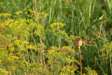 Dill çiçekleri bahçede yetişiyor. Yeşil arka planda büyük miktarda dereotu. Taze yeşil rezene tarlası. Doğal sebzeler. Yüksek kalite fotoğraf