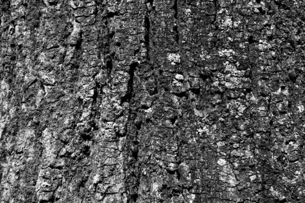 Szürke fa háttér fakéreg. Fekete-fehér fa kéreg háttér, közelkép. Természetes textúra kéreg. Relief textúra fa kéreg kiadvány, képernyővédő, tapéta, képeslap, poszter — Stock Fotó