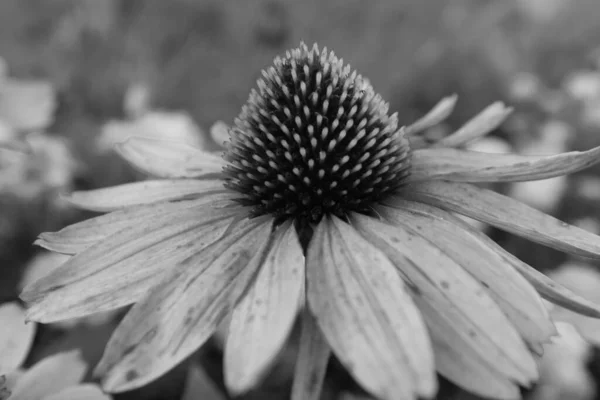 Flor grande de equinácea floreciendo. Planta de equinácea para póster, branding, calendario, tarjeta multicolor, banner, portada, post, sitio web. Blanco y negro foto de alta calidad — Foto de Stock