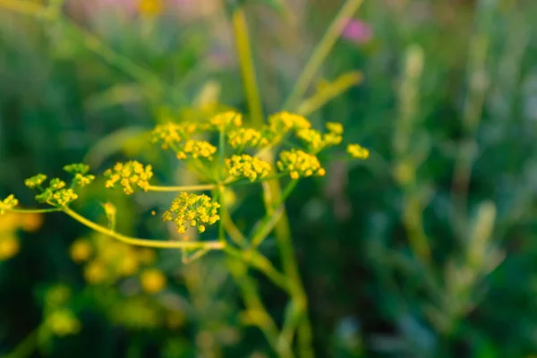 選択的フォーカス:夏の牧草地、トップビュー。デザインやプロジェクトのための天然芝フィールドの背景。出版、ポスター、スクリーンセーバー、壁紙、はがき、バナー、カバーのための夏の草原のテクスチャ — ストック写真