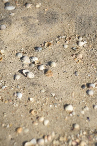 Conchas na praia de areia, foco seletivo. Areia do mar e textura de conchas. Fundo de conchas e areia do mar para um post, protetor de tela, papel de parede, cartão postal, cartaz, banner, capa, site — Fotografia de Stock