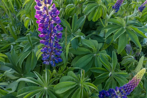 Flores violetas azules altramuces creciendo un tiro de arbusto a corta distancia. Fondo de hojas verdes altramuz con flores índigo. Altramuces naturales fondo arbusto — Foto de Stock