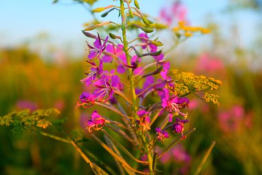 Çayırdaki yakındaki ateş yosunu çiçekleri. Yayın, tasarım, poster, takvim, post, ekran koruyucu, duvar kağıdı, kartpostal, pankart, kapak, web sitesi için Fireweed 'in güzel pembe çiçekleri