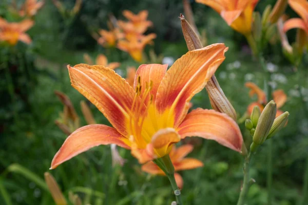 Flores de lirio naranja, de cerca. Florecientes lirios tigre creciendo para su publicación, diseño, cartel, calendario, post, protector de pantalla, papel pintado, tarjeta, pancarta, cubierta —  Fotos de Stock