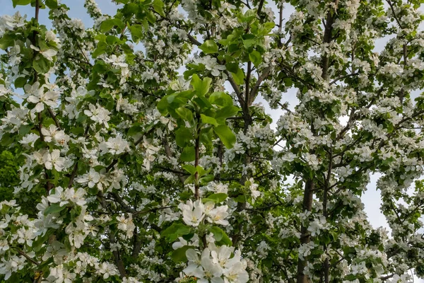 Sfondo di fiori di mela bianca, primo piano. Fiori di rami di melo di fiore. Un melo in fiore per la pubblicazione, design, poster, calendario, carta da parati, cartolina, carta, banner, copertina, sito web — Foto Stock