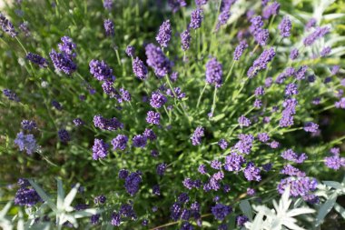 Güneşli bir günde çiçek saplı lavanta çalısı seçici bir odak noktası. Yayınlama, tasarım, poster, takvim, duvar kağıdı, kartpostal, afiş, kapak, web sitesi için lavanta bitkisi çiçekleri