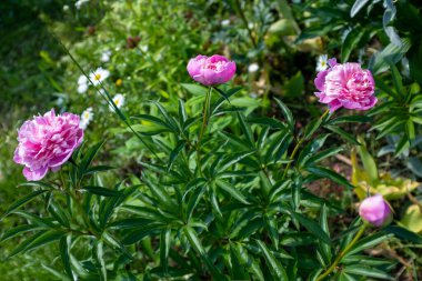 Güneşli bir günde yaz bahçesinde pembe tomurcuklu şakayık çalılar seçici bir odak noktası. Tatil için tebrik ederim. Doğal çiçek geçmişi var. Çalı üzerinde büyüyen şakayıklar yakın mesafeden çekiliyor..