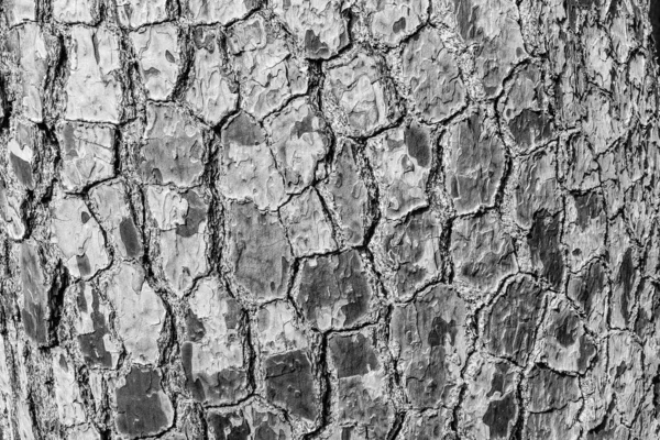 Fondo de corteza de pino, primer plano. Corteza de pino de textura natural. Relieve textura de la corteza de árbol para su publicación, protector de pantalla, papel pintado, postal, cartel, bandera, cubierta, sitio web — Foto de Stock