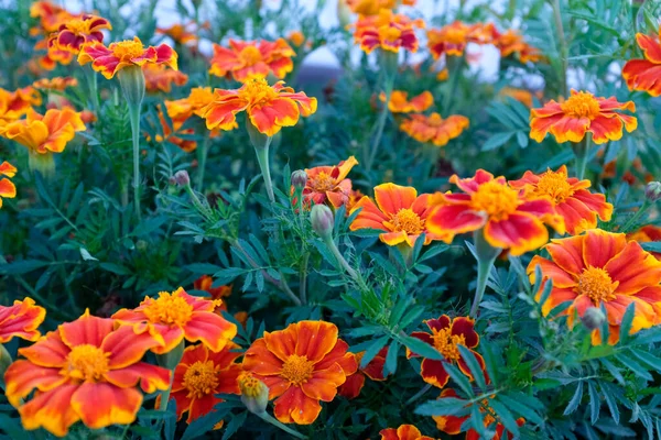 Achtergrond van oranje goudsbloem. Veld met tagetes. Heldere Franse goudsbloemen voor publicatie, poster, kalender, post, screensaver, behang, ansichtkaart, ansichtkaart, banner, omslag, website — Stockfoto