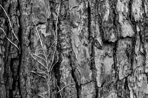 Fondo de corteza de pino, primer plano. Corteza de pino de textura natural. Relieve textura de la corteza de árbol para su publicación, protector de pantalla, papel pintado, postal, cartel, bandera, cubierta, sitio web — Foto de Stock