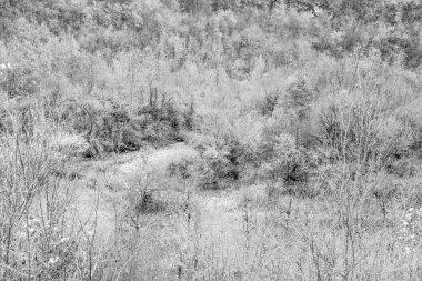 Orman manzarasının arka planı, üst manzara. Ağaçlar taç takar. Poster, takvim, gönderi, ekran koruyucu, duvar kağıdı, kartpostal, afiş, kapak, kart, web sitesi için orman dokusu. Siyah beyaz, kaliteli fotoğraf.