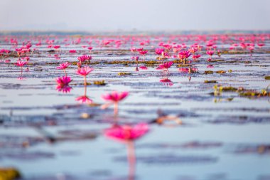 Manzara Kızıl Nilüfer denizi aydınlık bir günde bulanık arka plan, Udon Tayland, görünmeyen Udonthani Tayland