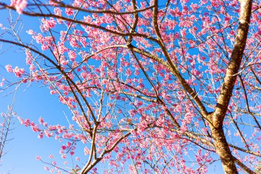 Vahşi Himalaya kiraz çiçekleri Tayland 'da güzel çiçekler Koon Chang Kean, Changmai Tayland Eyaleti, Tayland' da Sakura