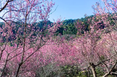 Vahşi Himalaya kiraz çiçekleri Tayland 'da güzel çiçekler Koon Chang Kean, Changmai Tayland Eyaleti, Tayland' da Sakura