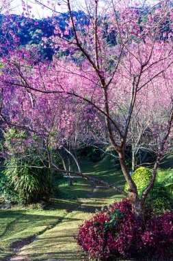 Vahşi Himalaya kiraz çiçekleri Tayland 'da güzel çiçekler Koon Chang Kean, Changmai Tayland Eyaleti, Tayland' da Sakura