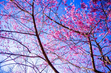 Vahşi Himalaya kiraz çiçekleri Tayland 'da güzel çiçekler Koon Chang Kean, Changmai Tayland Eyaleti, Tayland' da Sakura