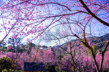 Vahşi Himalaya kiraz çiçekleri Tayland 'da güzel çiçekler Koon Chang Kean, Changmai Tayland Eyaleti, Tayland' da Sakura