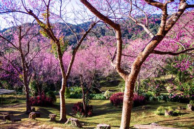 Vahşi Himalaya kiraz çiçekleri Tayland 'da güzel çiçekler Koon Chang Kean, Changmai Tayland Eyaleti, Tayland' da Sakura