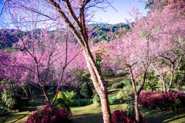 Vahşi Himalaya kiraz çiçekleri Tayland 'da güzel çiçekler Koon Chang Kean, Changmai Tayland Eyaleti, Tayland' da Sakura