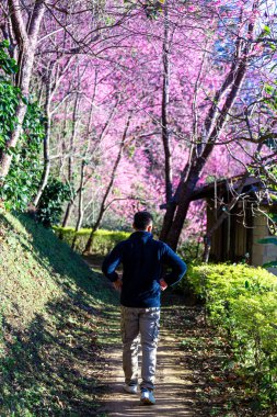 Vahşi Himalaya kiraz çiçekleri Tayland 'da güzel çiçekler Koon Chang Kean, Changmai Tayland Eyaleti, Tayland' da Sakura