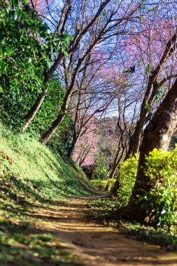 Vahşi Himalaya kiraz çiçekleri Tayland 'da güzel çiçekler Koon Chang Kean, Changmai Tayland Eyaleti, Tayland' da Sakura