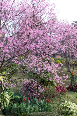 Vahşi Himalaya kiraz çiçekleri Tayland 'da güzel çiçekler Koon Chang Kean, Changmai Tayland Eyaleti, Tayland' da Sakura
