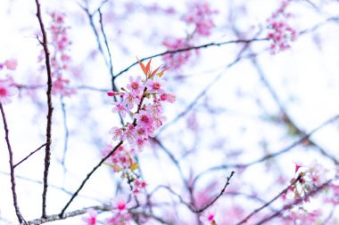 Vahşi Himalaya kiraz çiçekleri Tayland 'da güzel çiçekler Koon Chang Kean, Changmai Tayland Eyaleti, Tayland' da Sakura
