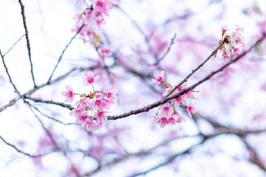 Vahşi Himalaya kiraz çiçekleri Tayland 'da güzel çiçekler Koon Chang Kean, Changmai Tayland Eyaleti, Tayland' da Sakura