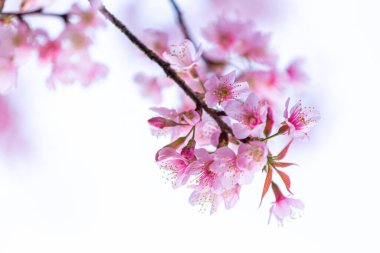 Vahşi Himalaya kiraz çiçekleri Tayland 'da güzel çiçekler Koon Chang Kean, Changmai Tayland Eyaleti, Tayland' da Sakura