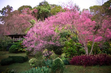 Vahşi Himalaya kiraz çiçekleri Tayland 'da güzel çiçekler Koon Chang Kean, Changmai Tayland Eyaleti, Tayland' da Sakura