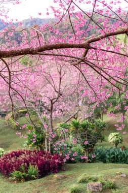 Vahşi Himalaya kiraz çiçekleri Tayland 'da güzel çiçekler Koon Chang Kean, Changmai Tayland Eyaleti, Tayland' da Sakura