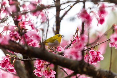 Küçük kuş kiraz ağacında nektar yer, Sakura çiçek açar Doi Ang Khang 'da güzel çiçekler, Chiang Mai Tayland Eyaleti, Tayland' da Sakura