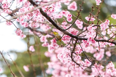 Küçük kuş kiraz ağacında nektar yer, Sakura çiçek açar Doi Ang Khang 'da güzel çiçekler, Chiang Mai Tayland Eyaleti, Tayland' da Sakura