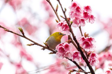 Küçük kuş kiraz ağacında nektar yer, Sakura çiçek açar Doi Ang Khang 'da güzel çiçekler, Chiang Mai Tayland Eyaleti, Tayland' da Sakura