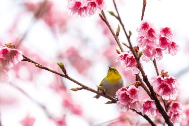 Küçük kuş kiraz ağacında nektar yer, Sakura çiçek açar Doi Ang Khang 'da güzel çiçekler, Chiang Mai Tayland Eyaleti, Tayland' da Sakura