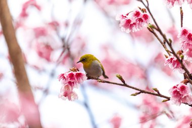Küçük kuş kiraz ağacında nektar yer, Sakura çiçek açar Doi Ang Khang 'da güzel çiçekler, Chiang Mai Tayland Eyaleti, Tayland' da Sakura