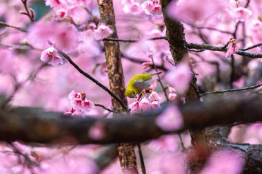 Küçük kuş kiraz ağacında nektar yer, Sakura çiçek açar Doi Ang Khang 'da güzel çiçekler, Chiang Mai Tayland Eyaleti, Tayland' da Sakura