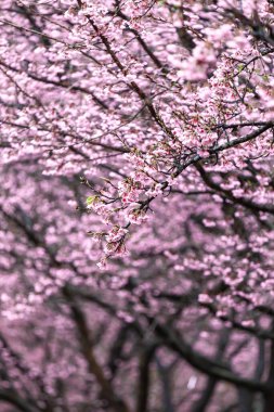Sakura çiçekleri Doi Ang Khang 'da, Chiang Mai Tayland' da, Sakura Tayland 'da