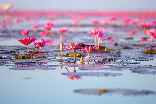 池塘里美丽的粉色荷花 — 图库照片
