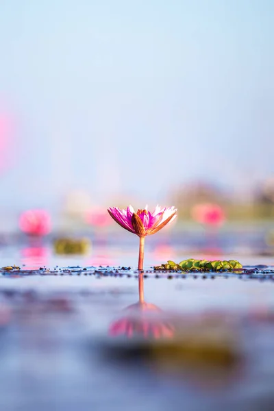 Bellissimo Fiore Loto Giardino — Foto Stock